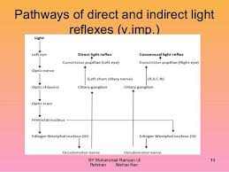 Image Result For Pupillary Light Reflex Concept Map Directions Flow Chart