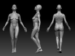 Mybodygallery is changing the way women see themselves one photograph at a time. Overall Shape And Proportion Woman Body Zbrushcentral