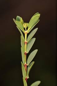 Image result for Euphorbia zambesiana