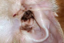 How To Prevent Yeast Infections In Dogs Yeast In Dogs Ears Dogs Ears Infection Stinky Dog Ears