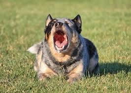 Do Australian Cattle Dogs Bark A Lot Cattle Dog World