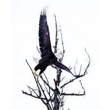 Birds That Dont Fly Some Birds Don T Fly South For The Winter Guess They Wanted To Stick Around And Frolic In The Snow With Us Photo Taken At Kalamalka Lake By Sndon Via Instag
