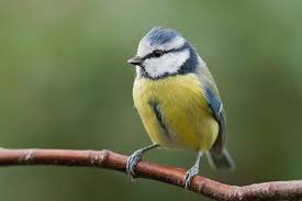 Epingle Sur Mesange Bleue Parus Caeruleus