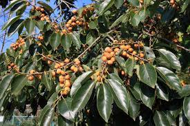 The lotus tree is a plant that is referred to in stories from greek and roman mythology. Date Plum Wikipedia