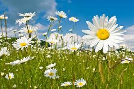 The other july birth flower is the water lily, which symbolizes purity and majesty. Birth Month Flower Of April The Daisy