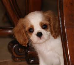 King charles cavalier spaniel puppies surprisingly behave like a human baby. Cashay Cavaliers Arizona Cavalier King Charles Spaniel Breeders