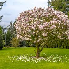 Maybe you would like to learn more about one of these? Everything You Need To Know About Jane Magnolia Trees This Old House