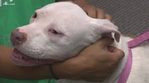 Maybe you would like to learn more about one of these? Houston Pets Find New Homes In Nationwide Adoption Event Khou Com