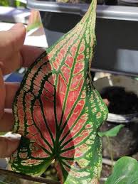 Untuk meringankan pemuatan (loading) halaman, artikel ini dibagi dalam beberapa halaman. 7 Jenis Tanaman Hias Keladi Berharga Mahal Di Indonesia Warnanya Bikin Kalap