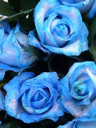 The caretaker of the zodiac will flip for a flower that can be showered with love (and by love, i mean water) for weeks on end. Best Flowers For Your Star Sign Zodiac