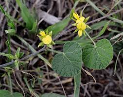 Image result for Rhynchosia caribaea