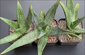 Image result for Aloe littoralis