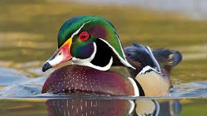 Duck Sound Effect Https Youtu Be M6up4bldqu Beautiful Birds Ducks Unlimited Duck Sounds