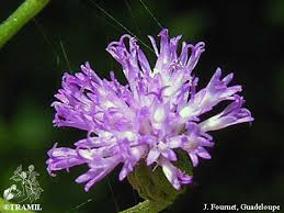 Image result for Vernonia cinerea