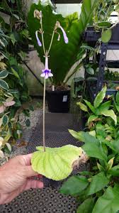 Image result for Streptocarpus eylesii