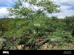 Image result for Elephantorrhiza
