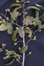 Image result for Icacinaceae