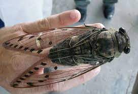 Periodical cicada and giant leopard moth. Massive Cicada From Borneo What S That Bug