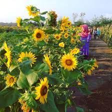 Ada sebuah cerita dimana matahari mengalami kegundahan akan apa yang dirasakan, memberi sinar tentu adalah tugasnya, namun sesekali dia merasa ingin. Kebun Bunga Matahari Bantul Spot Selfie Baru Yang Ngehits Tempat Asik