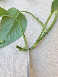 Maybe you would like to learn more about one of these? Plant Propagation How To Propagate A Pothos Plant