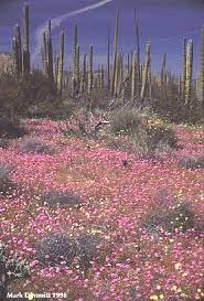 Your arizona desert flower stock images are ready. The Desert In Bloom