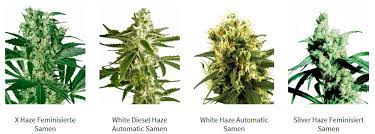 Marihuana sorten sind entweder reinrassig, oder hybrid sorten der gattung cannabis indica oder cannabis sativa. Was Sind Naturrassen Landrassen Erbgut Cannabis Sorten Irierebel