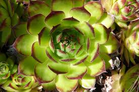 Aeonium Plante Grasse En Forme D Artichaut Ne Craint Ni Le Gel Ni La Chaleur Couvre Sol A Progression Rapide Et Repiquage Simple Couvre Sol Artichaut Plante