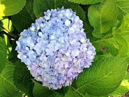 Growing Hydrangeas Why Some Bloom Better Than Others Growing Hydrangeas Blue Hydrangea Flowers Hydrangea