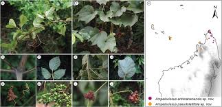 Image result for Ampelocissus obtusata