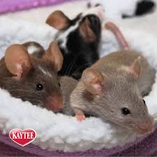 Black And White Mouse Image Pet Mice Come In All Colors Black Champagne White Chocolate Fawn Bright Brown And Tan What Color Is Your Fuzzy Friend Pet Mice Small Pets Pets