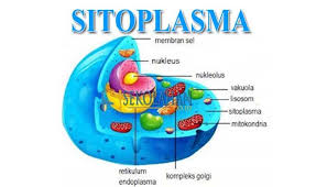 Fungsi Sitoplasma Pengertian Ciri Struktur Dan Komponen Sitoplasma Pada Hewan Dan Tumbuhan Sekolahan Co Id