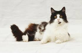 These felines have long and luxurious coats that are silky to the touch. Long Haired Black And White Cat Lying Down Stock Image C051 4151 Science Photo Library