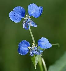 Image result for Commelina nyasensis