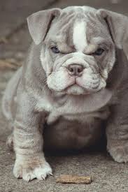 French Bulldog Black And White Blue Eyes Rare Blue Eyed English Bull Dog I Want One English Bulldog Puppy Cute Animals English Bulldog Puppies