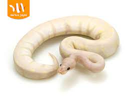 Banana snakes are selectively bred from the west african ball python species to produce a beautiful yellow and tan patterning. Super Banana Morph List World Of Ball Pythons