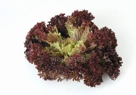 Mar 13, 2020 · 24. Lollo Rosso Lettuce Isolated Healthy Eating Stock Photo 150237760