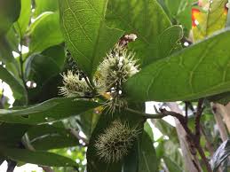 Image result for Combretum kraussii