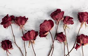 Transparent white flowers frame stock photos, frames stock photos file easily with one click free hd stock images with high quality. Dried Flowers Wallpapers Top Free Dried Flowers Backgrounds Wallpaperaccess