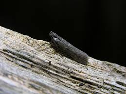 Image result for Pyla fusca