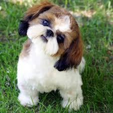 Check spelling or type a new query. Croaking Toad Shih Tzu Posts Facebook
