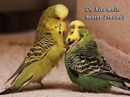 Karte Senden Wellensittich Grusskarten Wellensittich Sittich Papagei