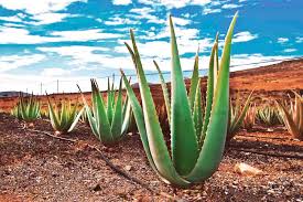 Warum die aloe vera bei aloe plus lanzarot e kaufen? Biologische Aloe Vera Fuerteventuras Neues Starprodukt