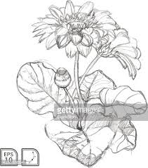 See more ideas about gerbera daisy, gerbera, daisy. Vector Sketch Of Gerbera Flower Clipart Image
