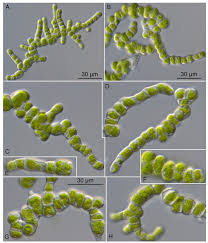 Image result for Phyllorachis