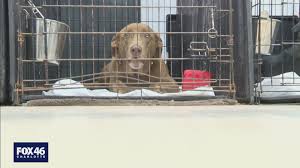 Volunteers foster all animals in their homes until adopted. Nc Humane Society Sees Increase In Surrenders As Pandemic Wears On