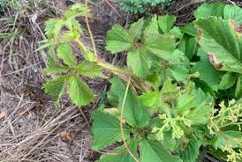 Image result for Cyphostemma paucidentatum