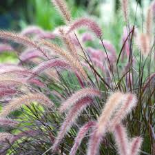 You may also add a carrier such as. 9 Best Shade Loving Perennials In Michigan