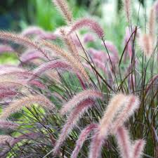 The long part of the l gets partial sun, and foxglove. 9 Best Shade Loving Perennials In Michigan