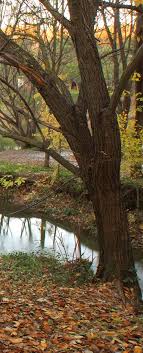 BVCM003375-Memoria de Medio Ambiente 2008-2009