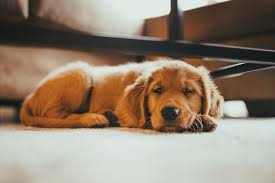 By surrounding himself with such an experienced, caring staff, he has built one of san diego's most respected veterinary hospitals and pet care centers. Monticello Animal Hospital Reviews Facebook